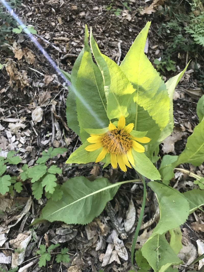 Coast Range Mule-Ears photo 3