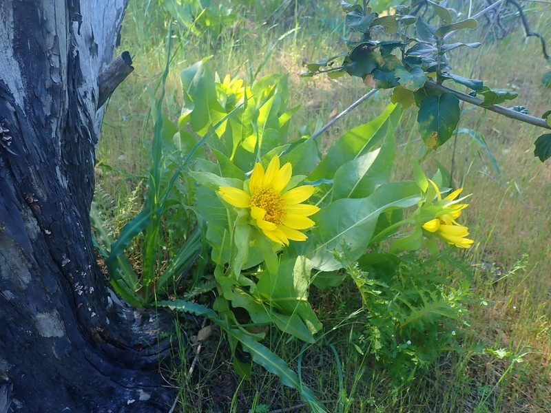 Coast Range Mule-Ears photo 4