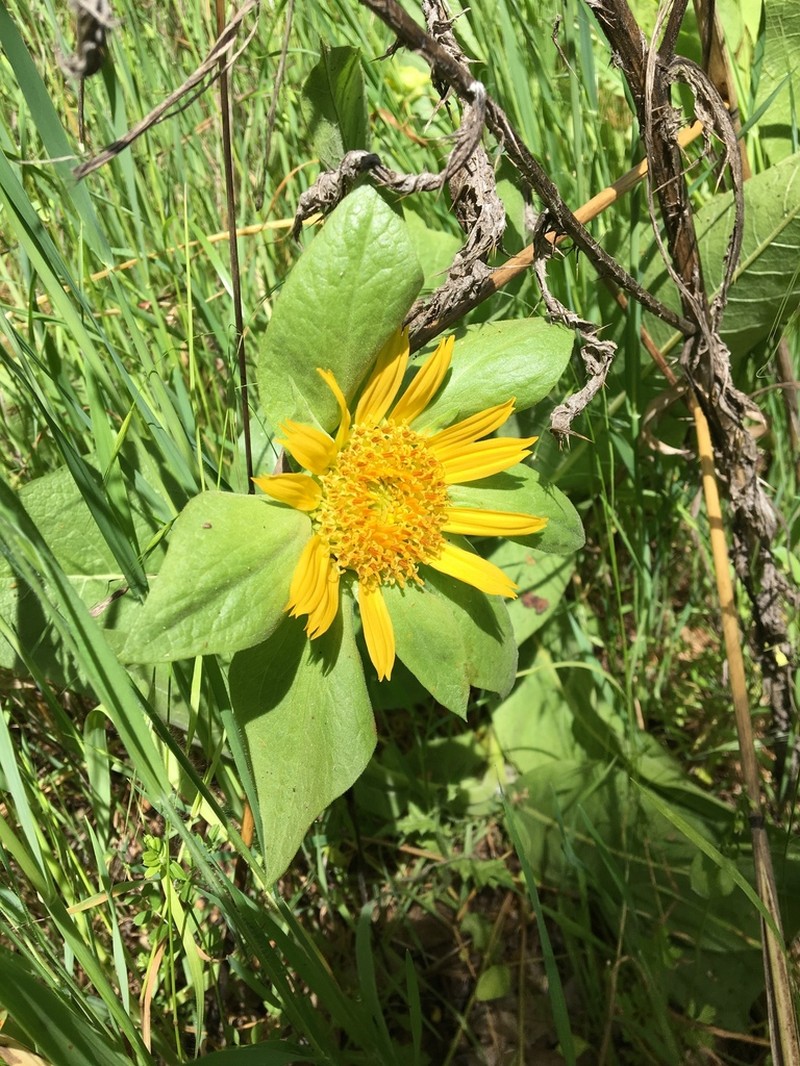 Coast Range Mule-Ears photo 5