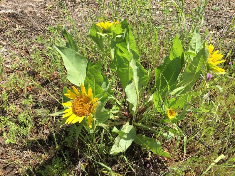 Coast Range Mule-Ears photo 6