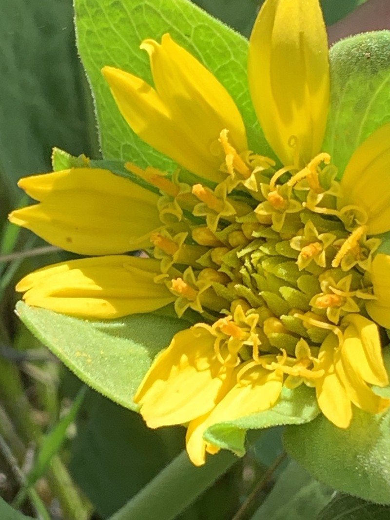 Coast Range Mule-Ears photo 7
