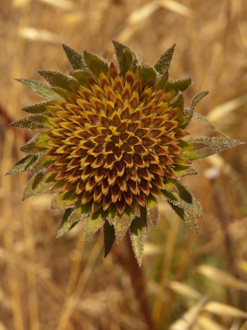 Coast Range Mule-Ears