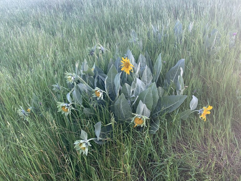 Whitehead Mule-Ears photo 2