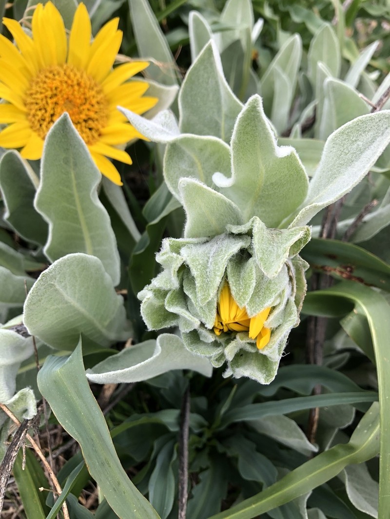 Whitehead Mule-Ears photo 3