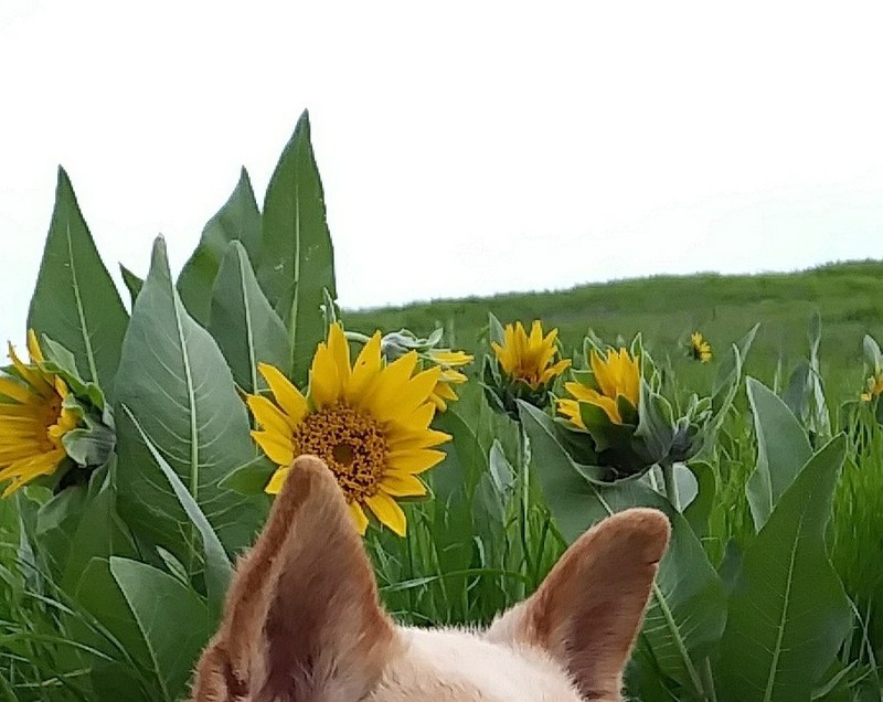 Whitehead Mule-Ears photo 4