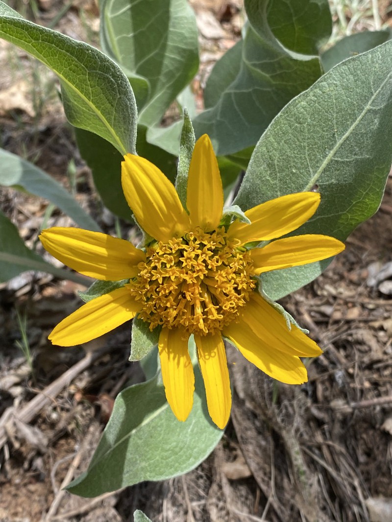 Whitehead Mule-Ears photo 6