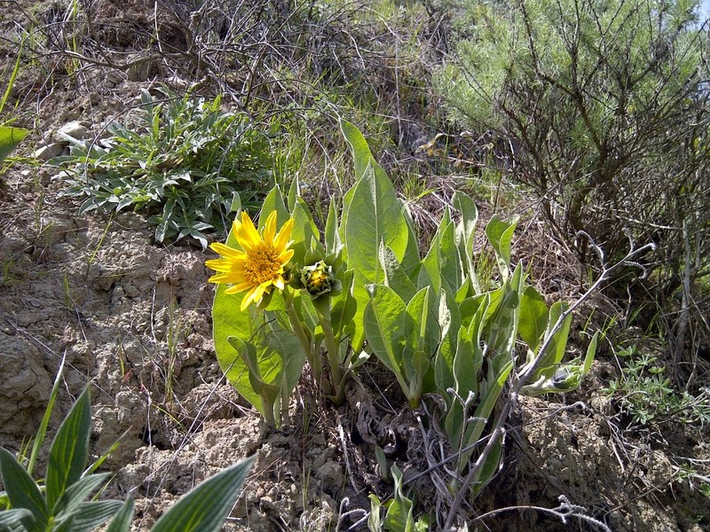 Whitehead Mule-Ears photo 7