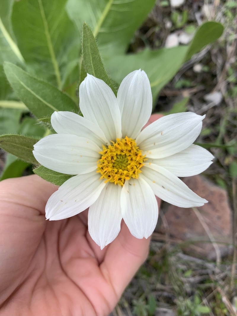 Sunflower Mule-Ears