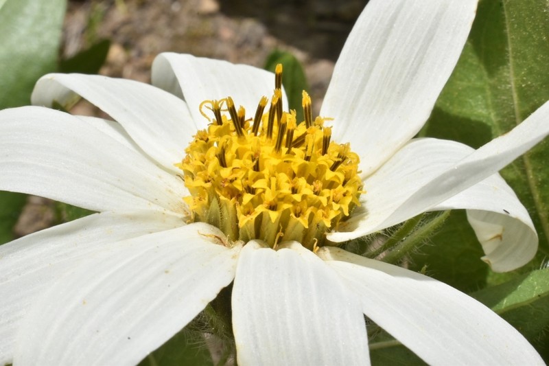Sunflower Mule-Ears photo 2