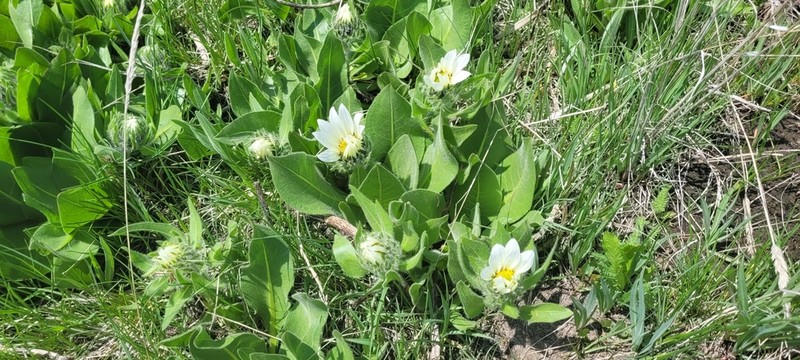 Sunflower Mule-Ears photo 3