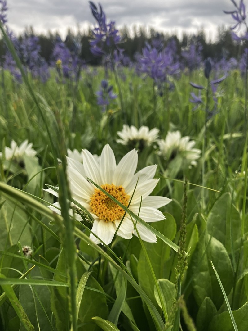 Sunflower Mule-Ears photo 4