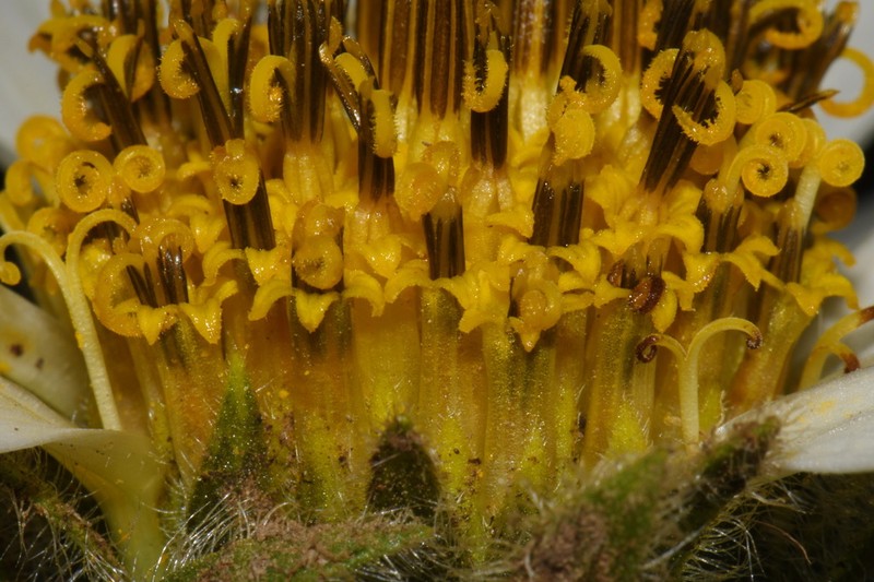 Sunflower Mule-Ears photo 5