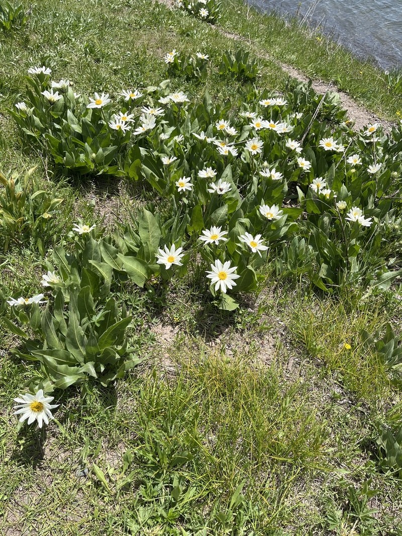 Sunflower Mule-Ears photo 6