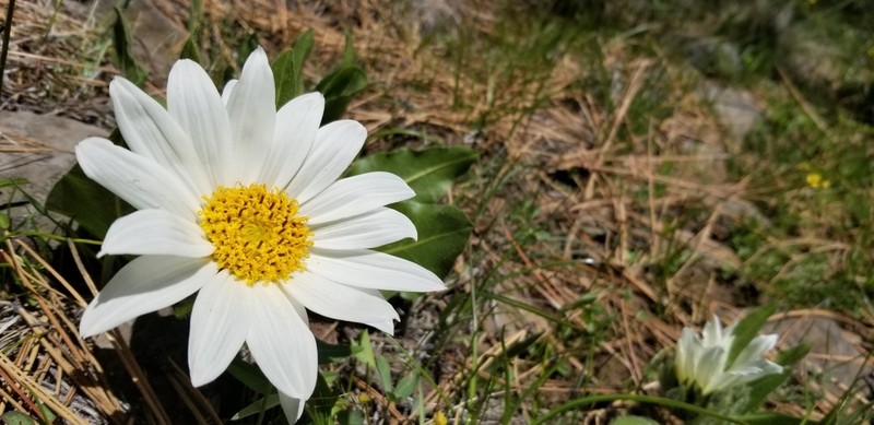 Sunflower Mule-Ears photo 8