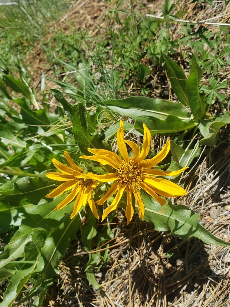 Humboldt Mule-Ears photo 2