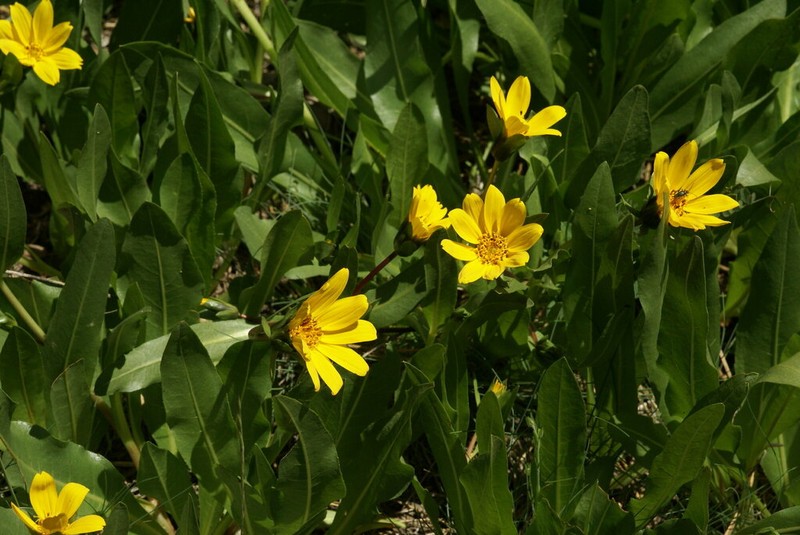 Humboldt Mule-Ears photo 3