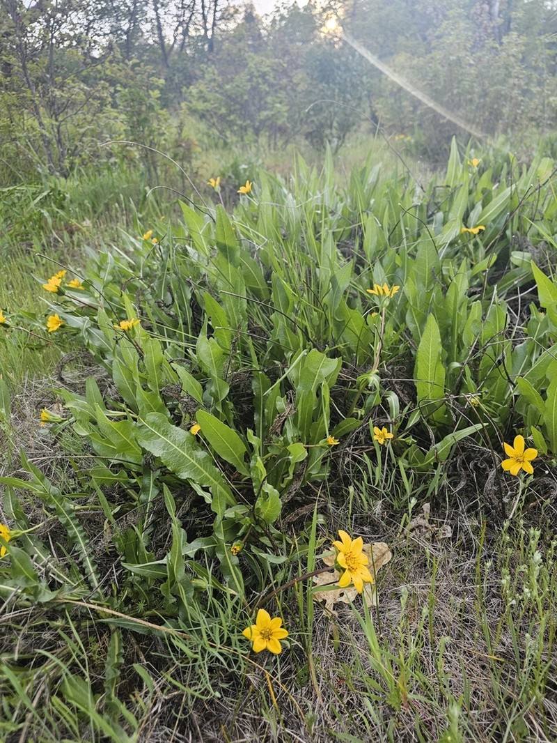Humboldt Mule-Ears photo 4