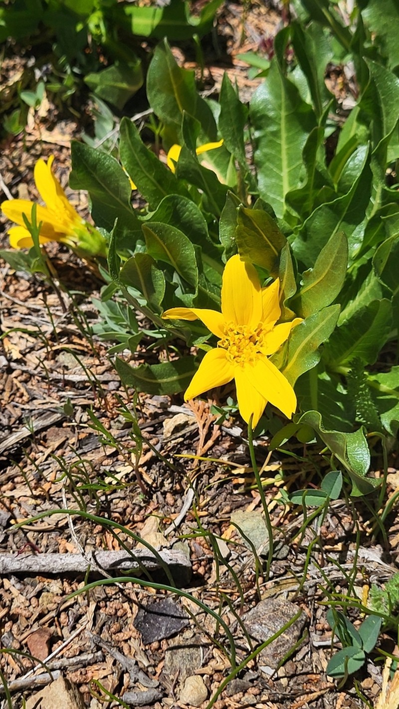 Humboldt Mule-Ears photo 5