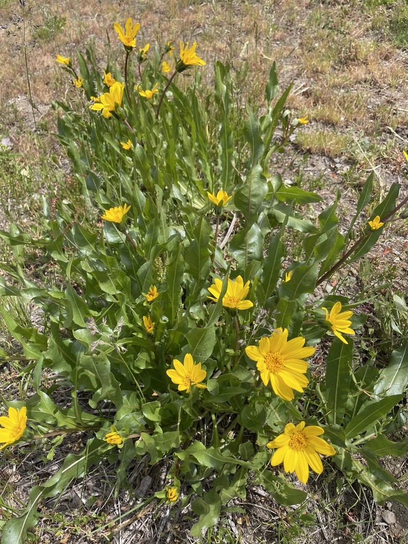 Humboldt Mule-Ears photo 6