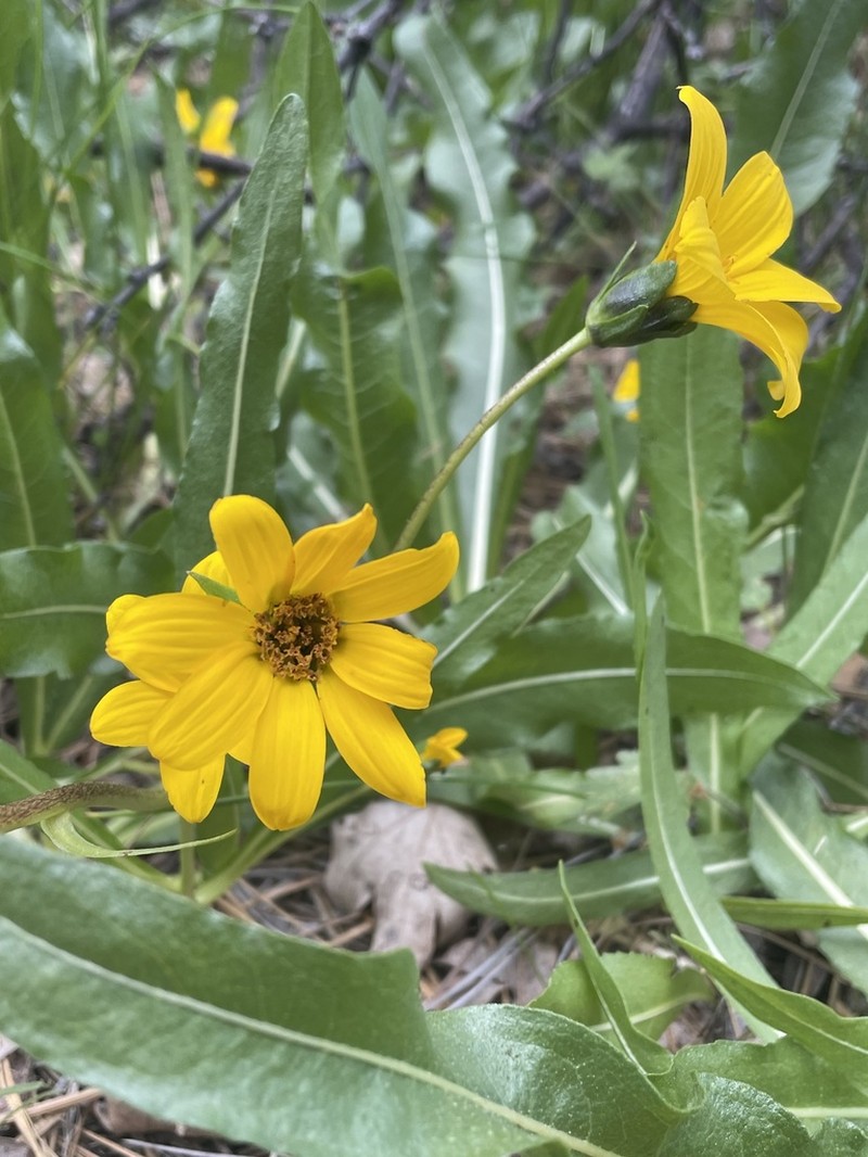 Humboldt Mule-Ears photo 7