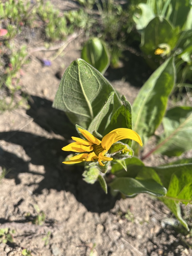 Mule-Ears