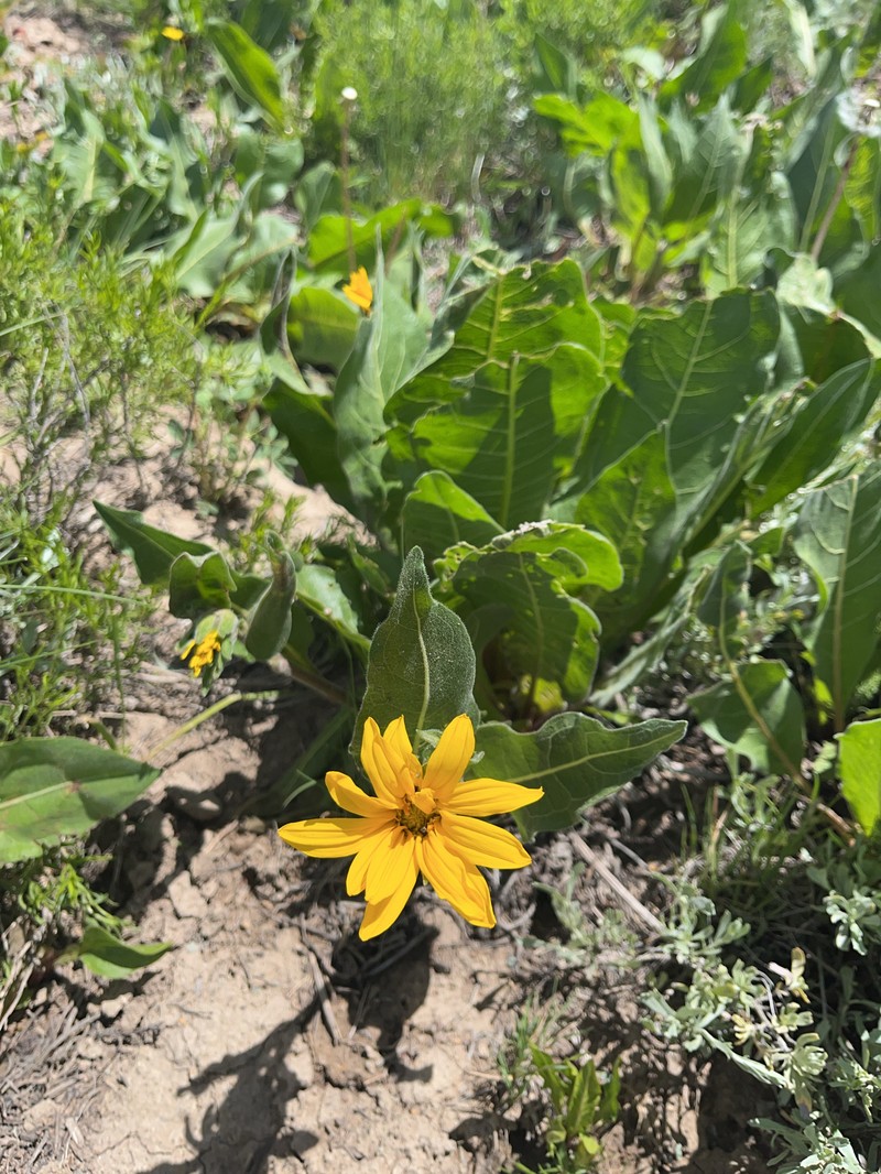 Mule-Ears photo 2