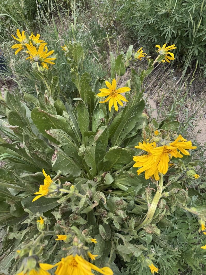 Mule-Ears photo 3