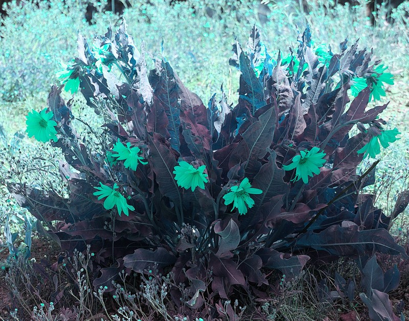 Mule-Ears photo 4