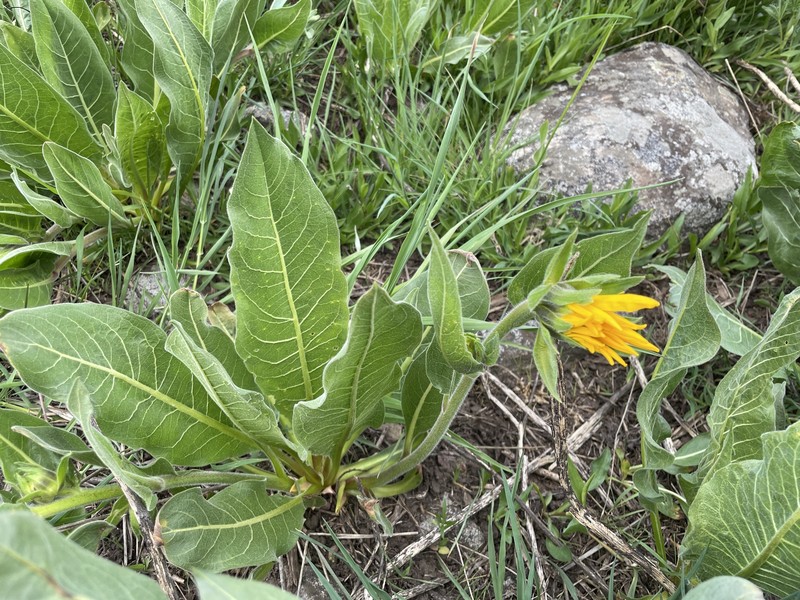 Mule-Ears photo 5