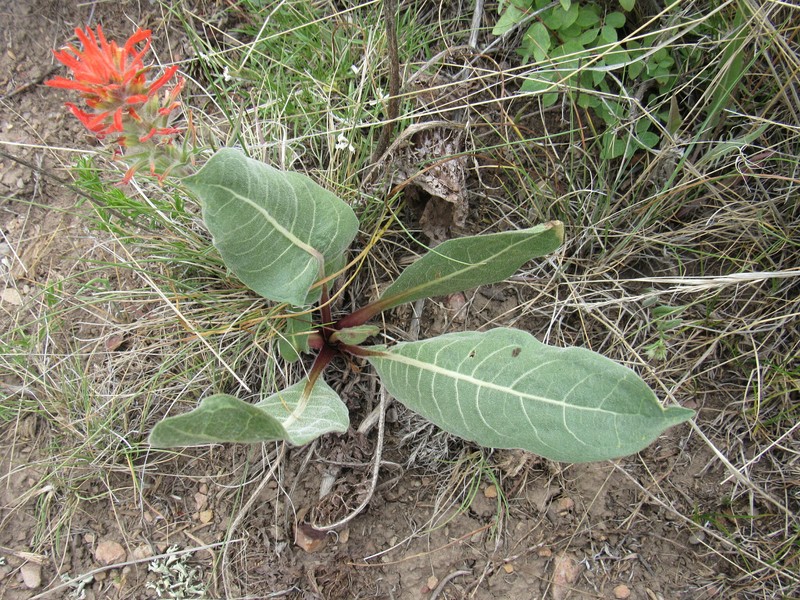Mule-Ears photo 6