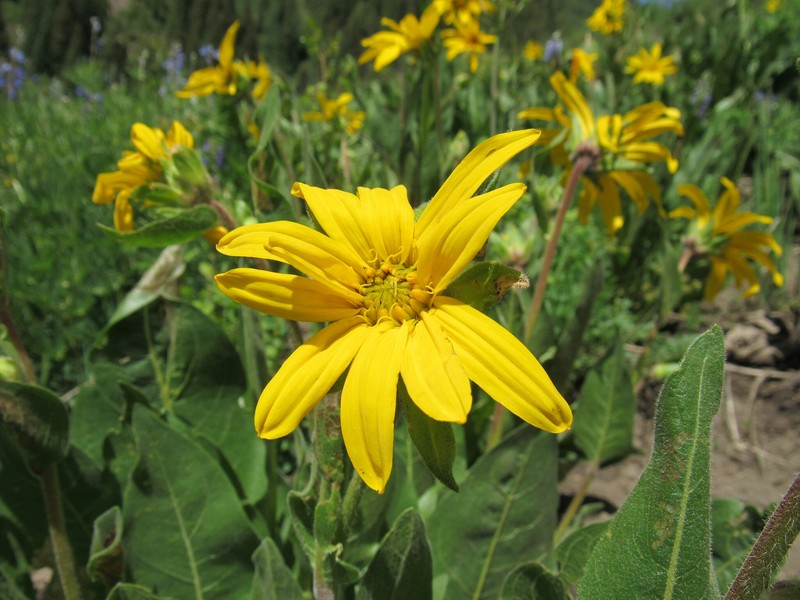 Mule-Ears photo 7