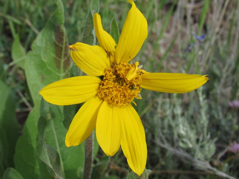 Mule-Ears photo 8