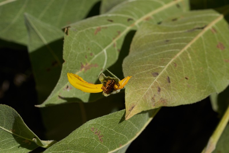 Woolly Mule-Ears photo 5