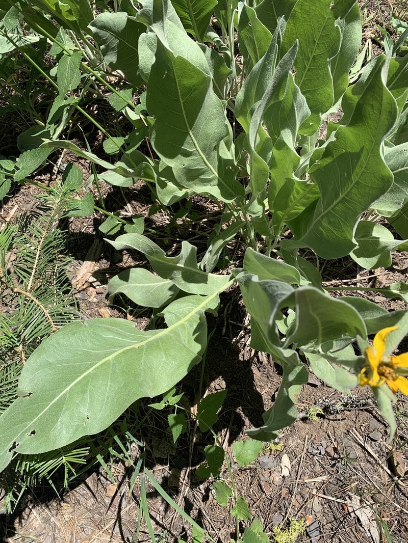 Woolly Mule-Ears photo 6