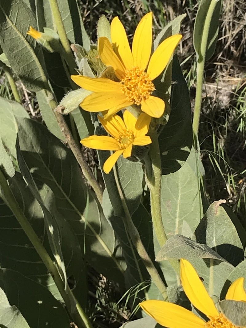 Woolly Mule-Ears photo 7