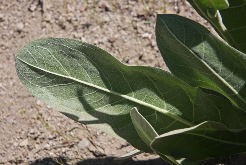 Woolly Mule-Ears photo 6