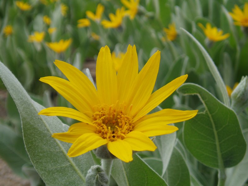 Woolly Mule-Ears photo 7