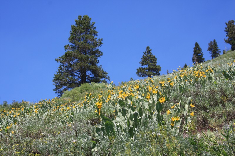 Woolly Mule-Ears photo 2