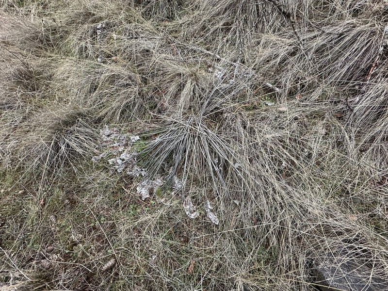 Arrowleaf Balsamroot photo 2