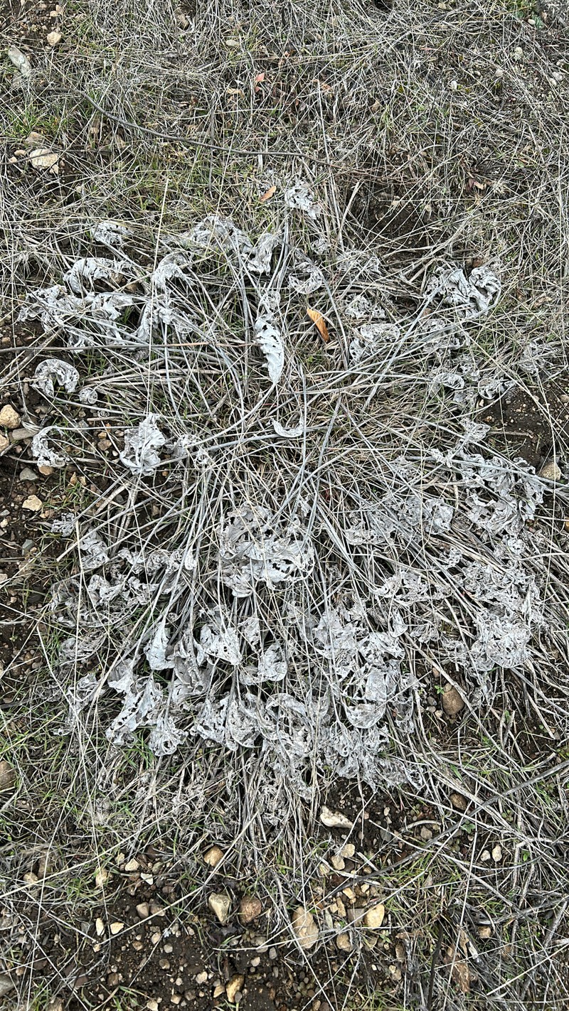 Arrowleaf Balsamroot photo 4