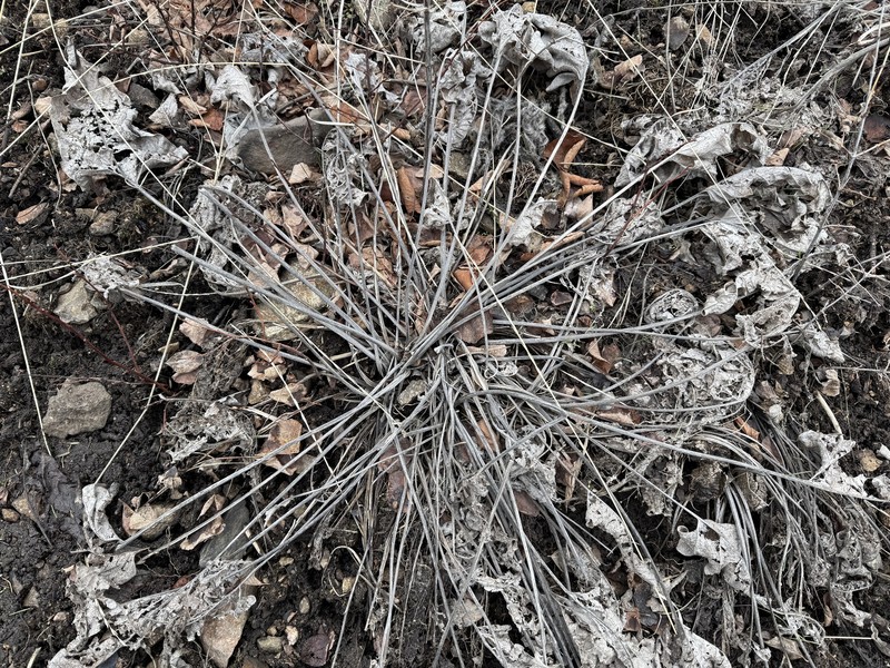 Arrowleaf Balsamroot photo 5