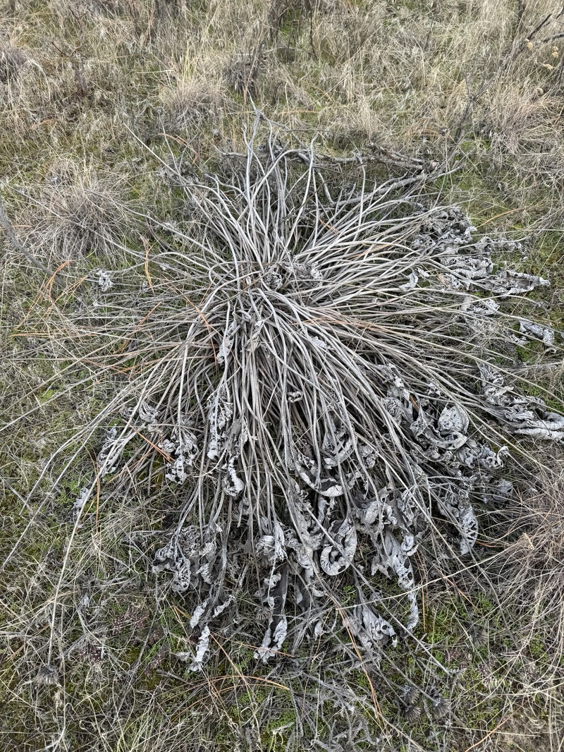 Arrowleaf Balsamroot photo 6