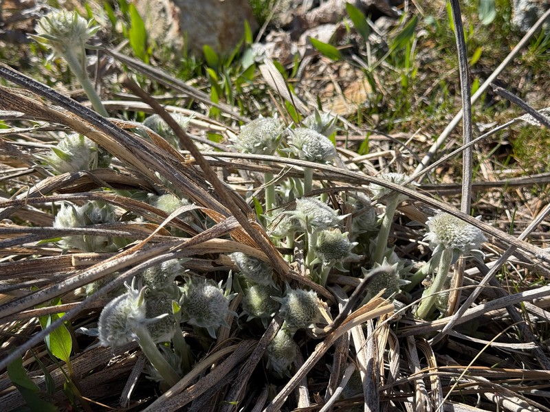 Arrowleaf Balsamroot photo 7