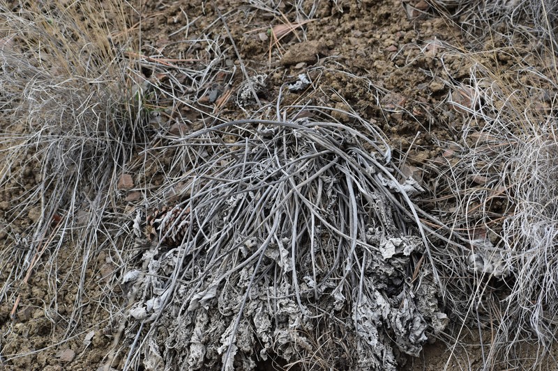 Arrowleaf Balsamroot photo 8