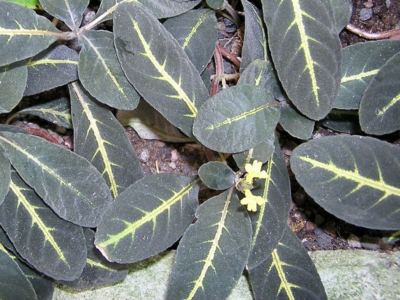 Xantheranthemum igneum