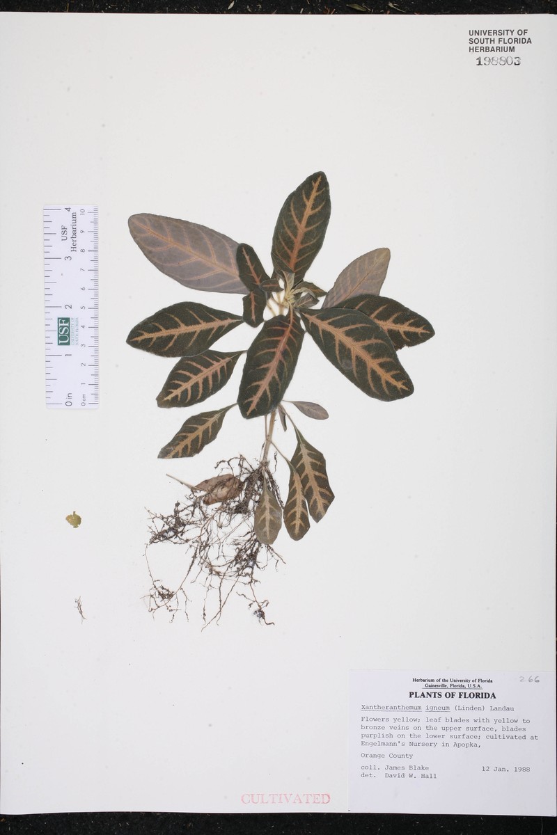 Xantheranthemum igneum photo 2