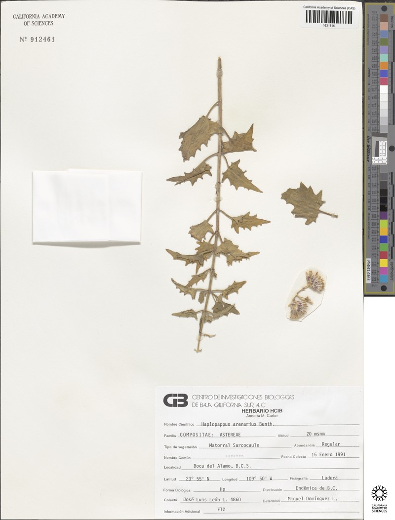 Xanthisma arenarium