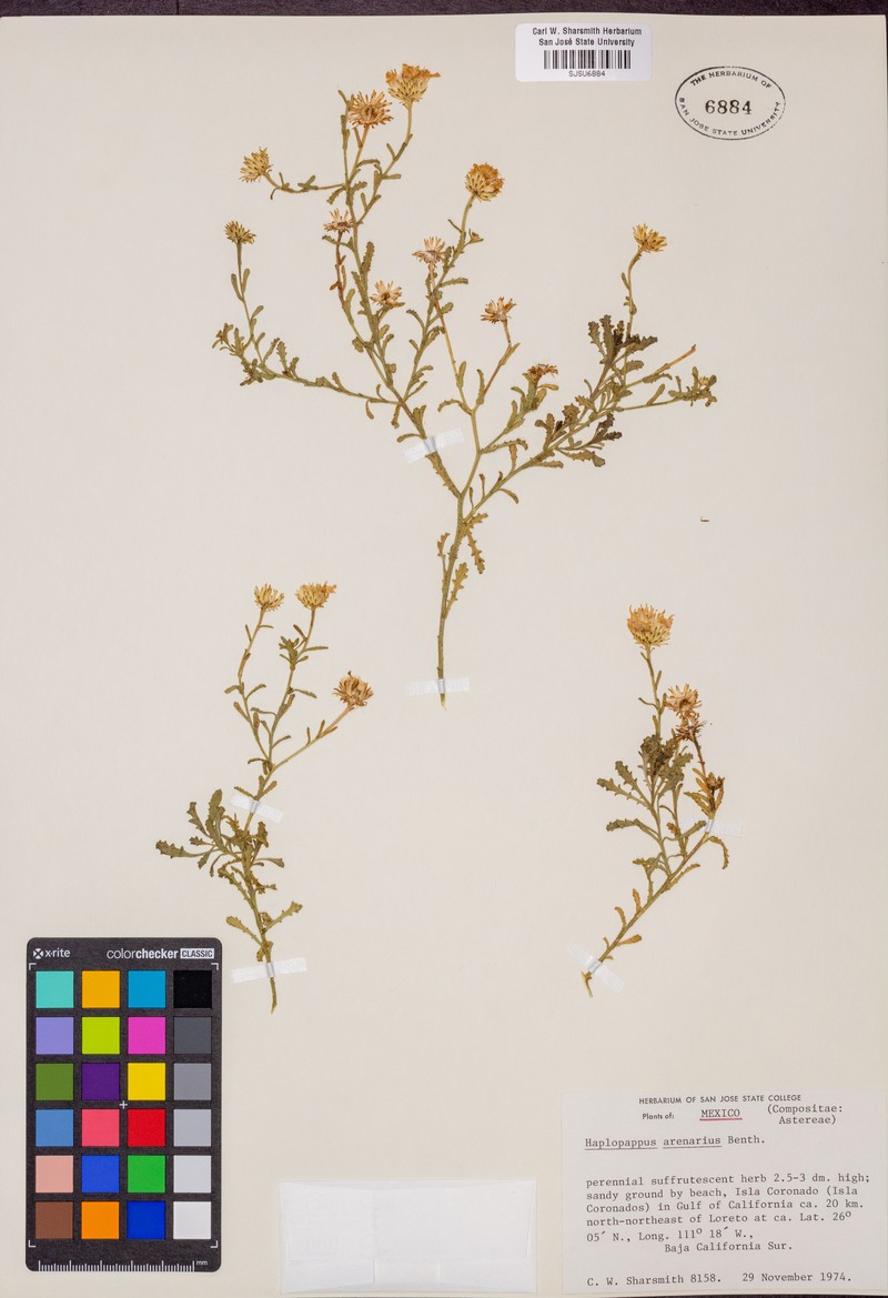 Xanthisma arenarium photo 2