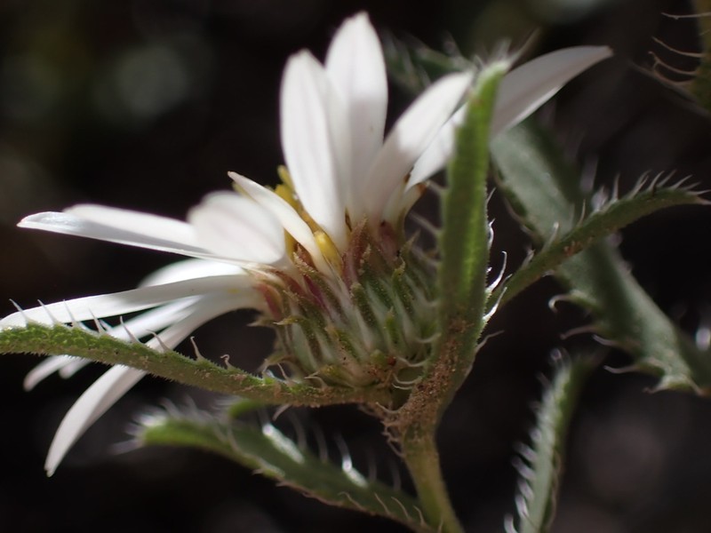Texas Tansyaster