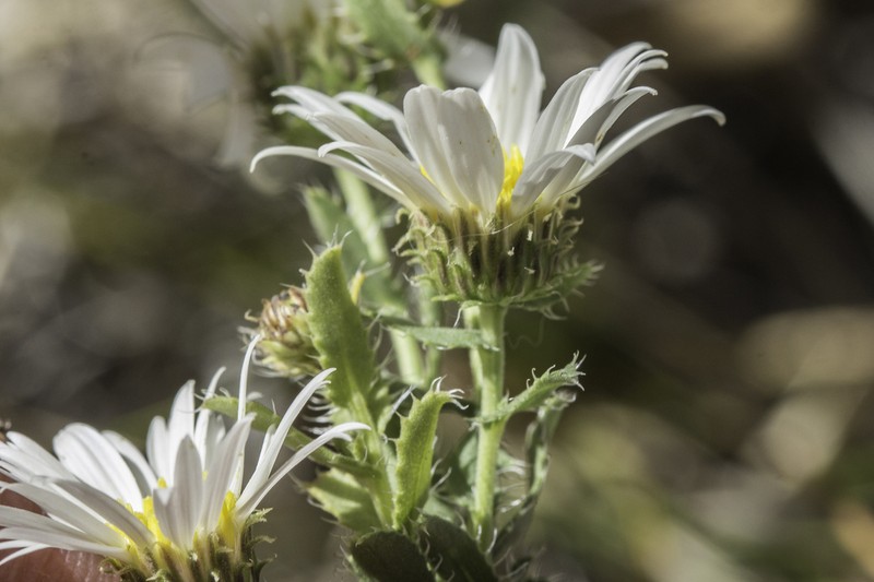 Texas Tansyaster photo 2
